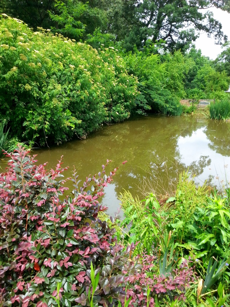 Psalm 23 Summer Faith Challenge – green pastures and still&nbsp;waters