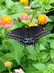 Butterfly on lantana by Dana Young