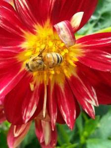 bee on dahlia by Dana L. Young