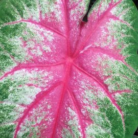 caladium by Dana Young
