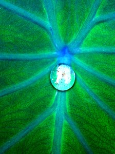 leaf by dana lisa young